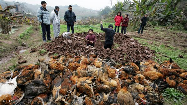 China Remains On Bird Flu Alert As 12,000 Chickens Die In Chongqing