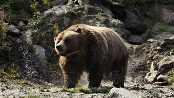 A grizzly bear shakes off water at the St-Felicien Wildlife Zoo in St-Felicien