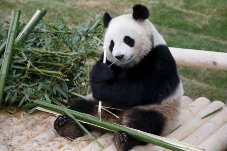 أول ظهور للباندا الصينية العملاقة في مقرها الجديد بكوريا الجنوبية